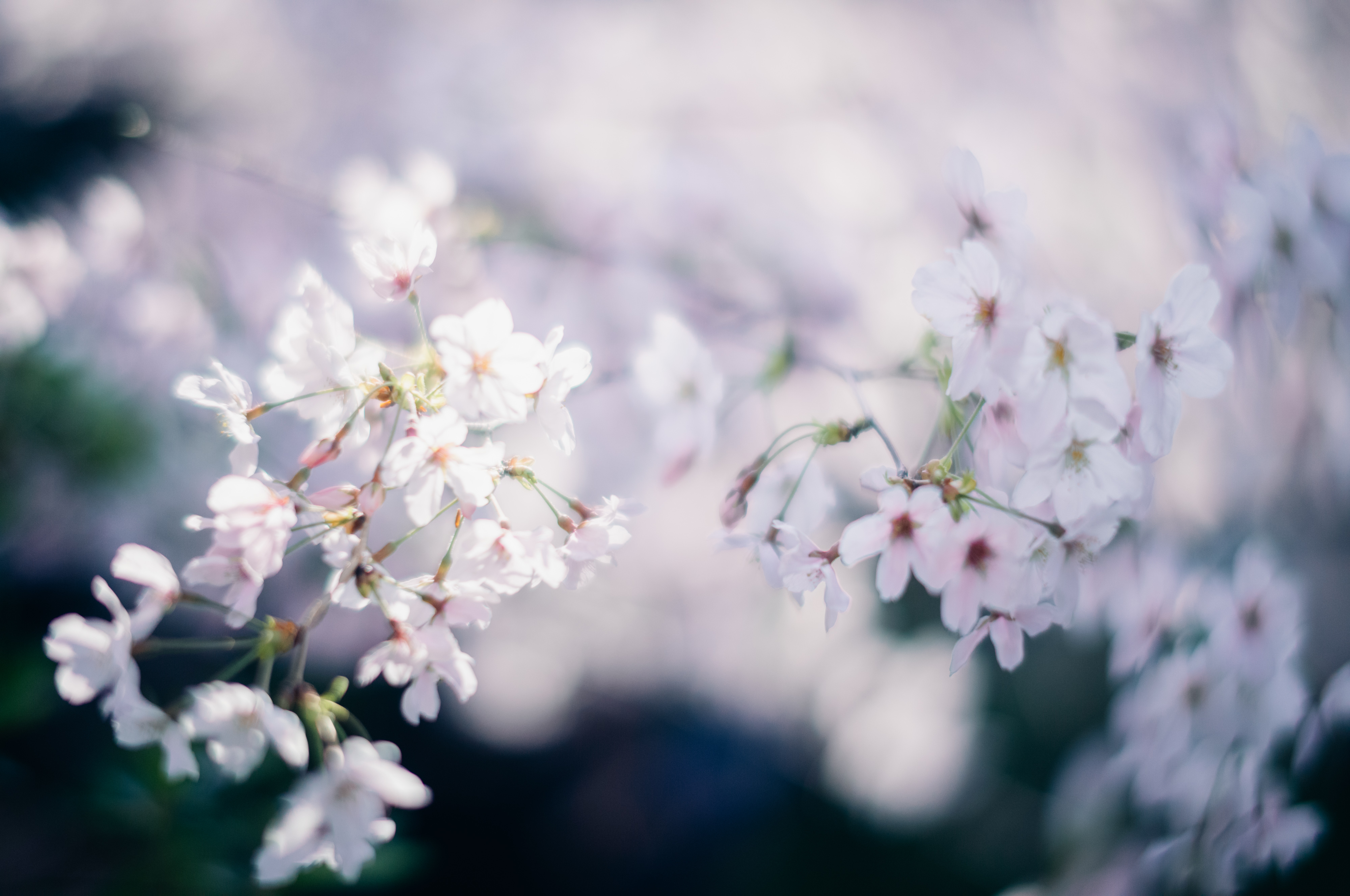 桜ポートレート撮影しませんか？